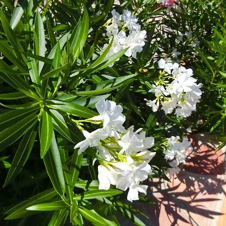 Lone Star House Nocleg ze śniadaniem 4*