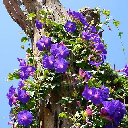 Panzió Lone Star House 4*