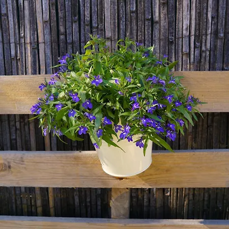 Lone Star House Bed & Breakfast Sainte-Maxime