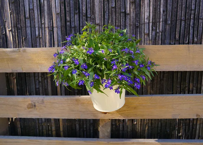 Lone Star House לינה וארוחת בוקר סן-מקסים